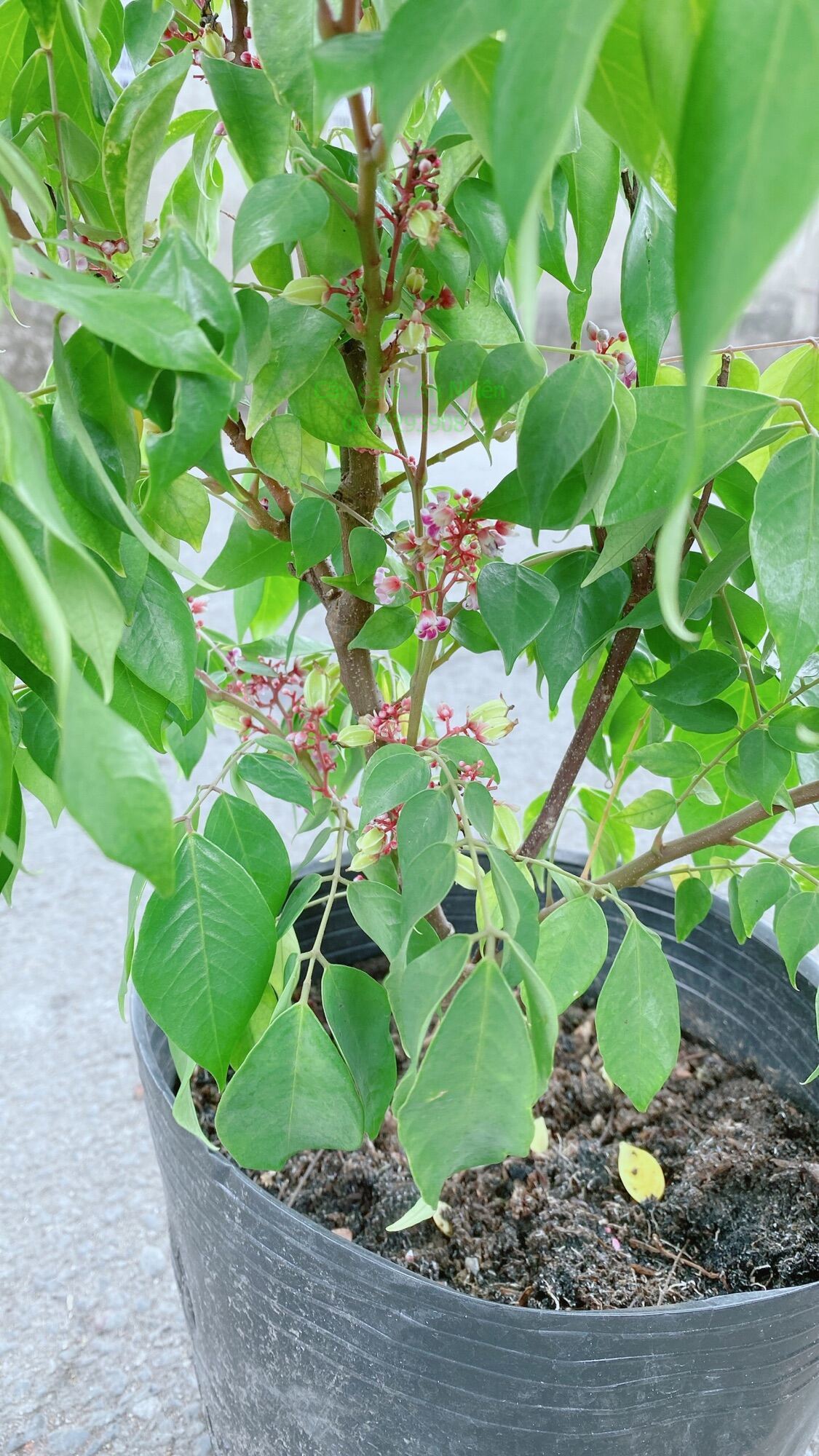 Khế Ngọt Cho Sai Trái