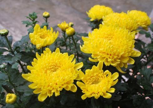 Hạt giống hoa Cúc vàng