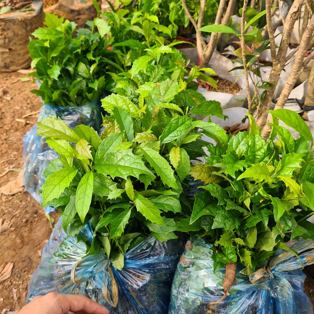 combo 20 cây xạ đen giống