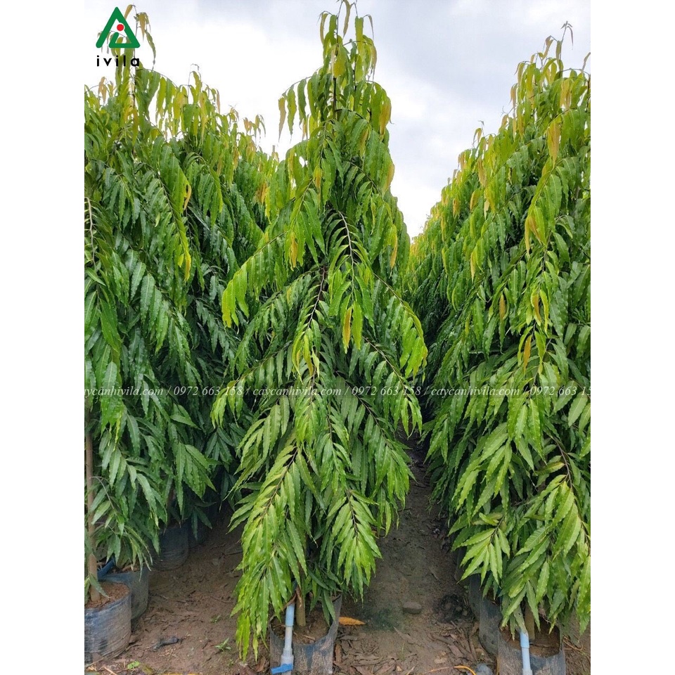 CÂY GIỐNG CÂY  TÙNG ẤN ĐỘ (CÂY GIỐNG NGỌC HIẾU)
