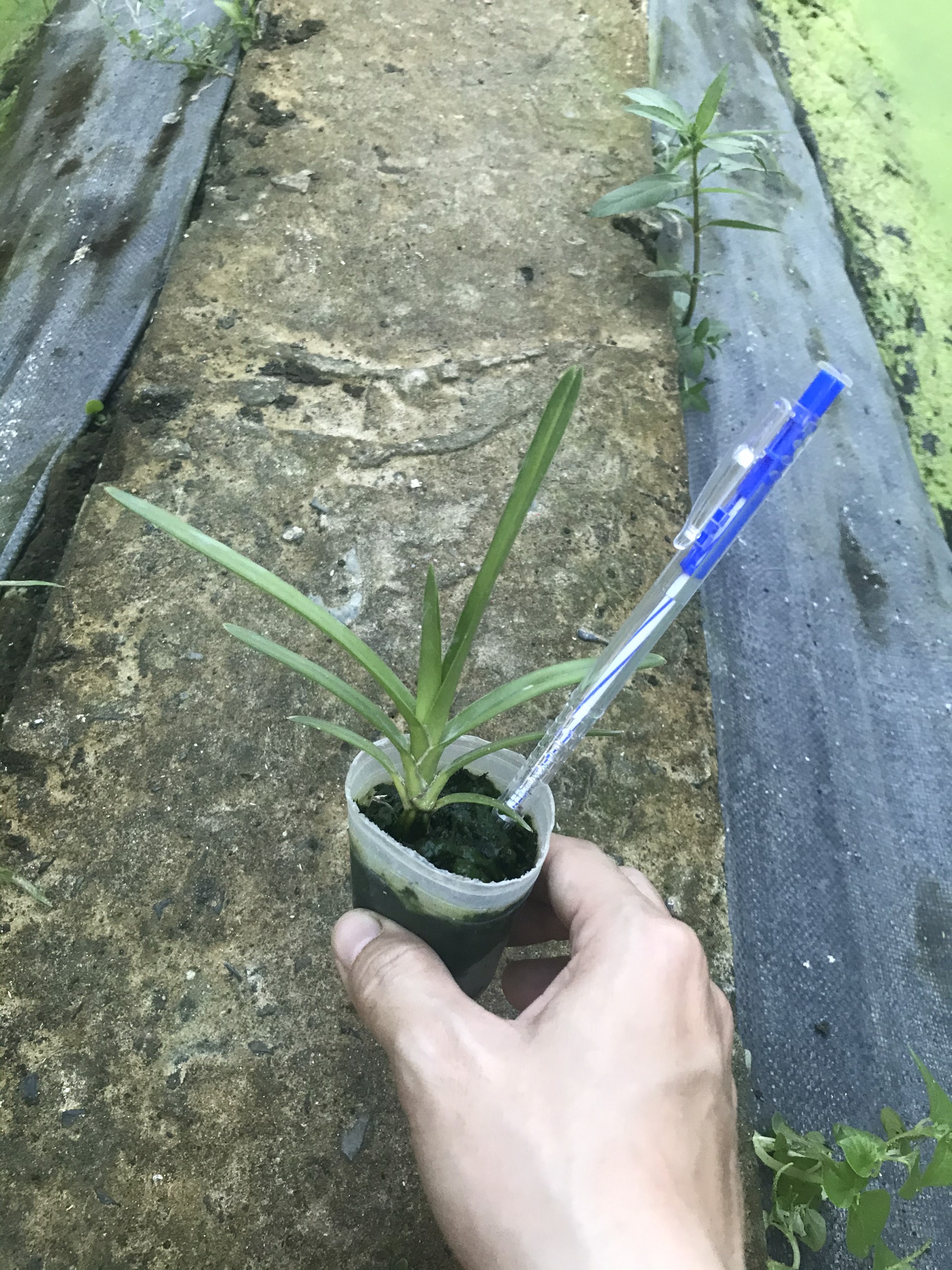 Kiếm Phan trí tự thụ size cây giống