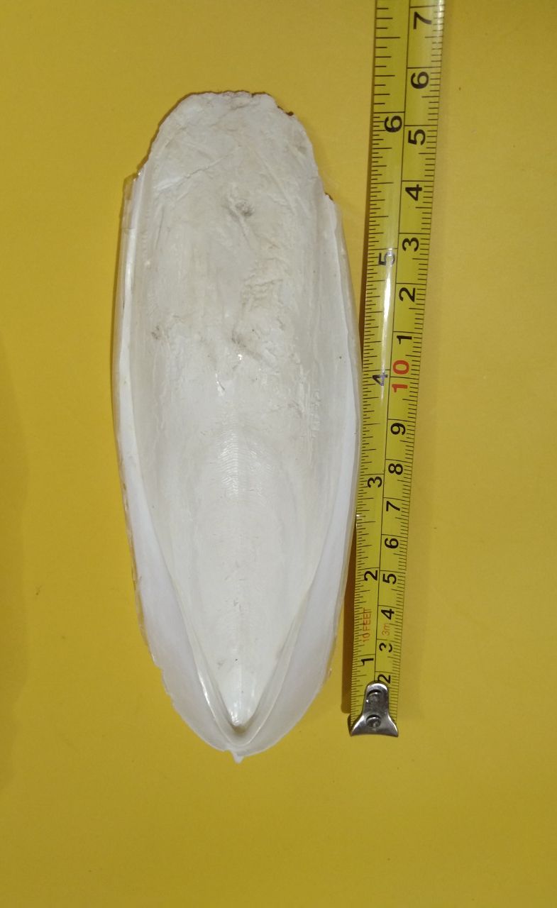 1 cái nan mực cho chim,yến phụng,vẹt.