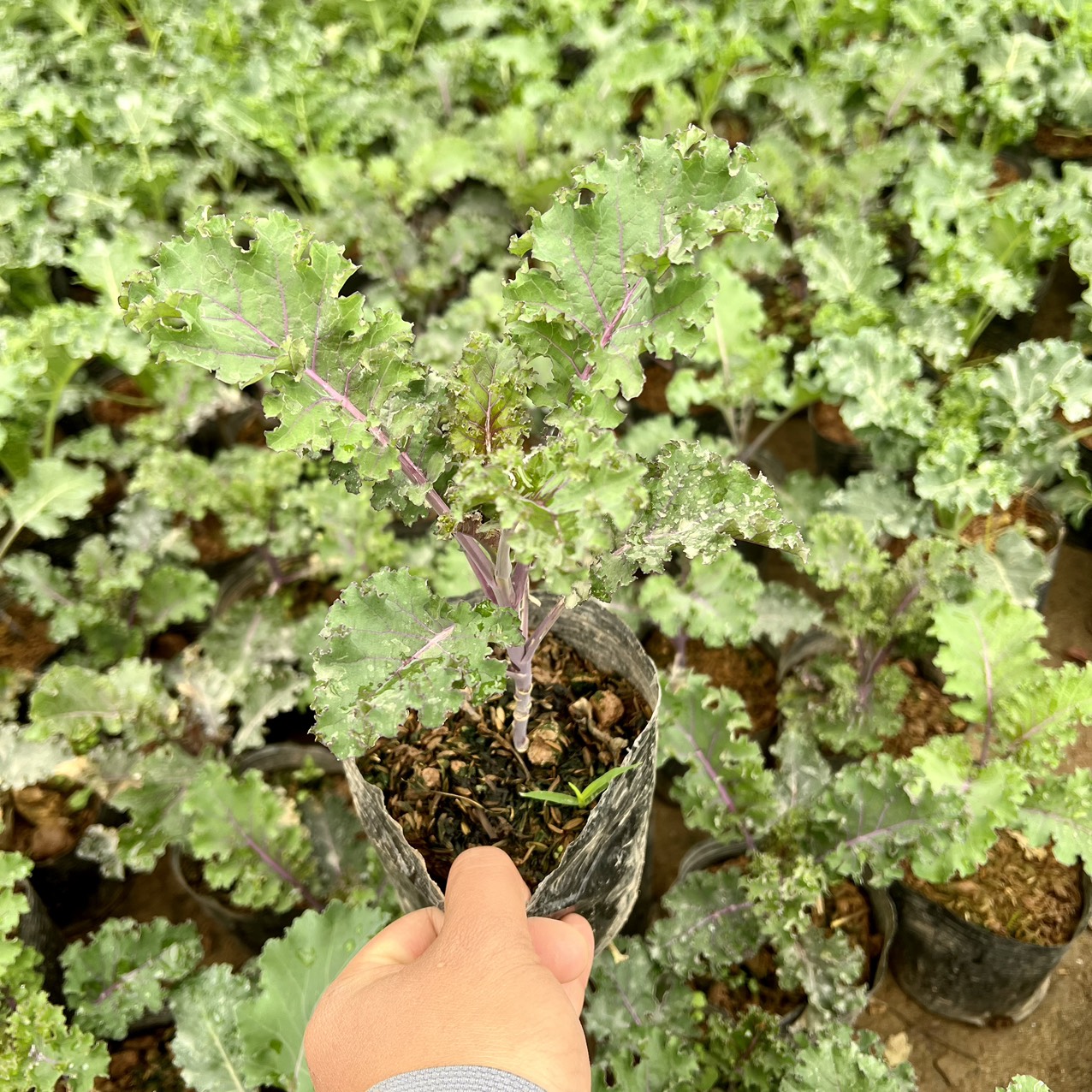 Cây cải kale tím -16 công dụng