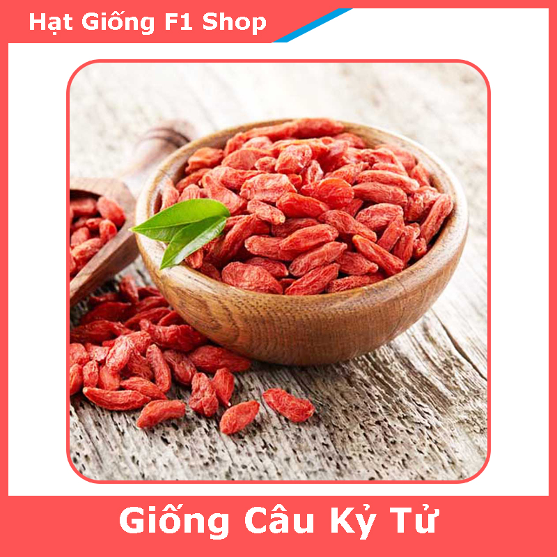 Hạt Giống Cây Câu Kỷ Tử (Sâm Tây Tạng) Thảo Dược (254.F1)