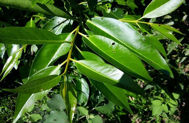 Cây Lá Vối Ngọt 2 / Cây