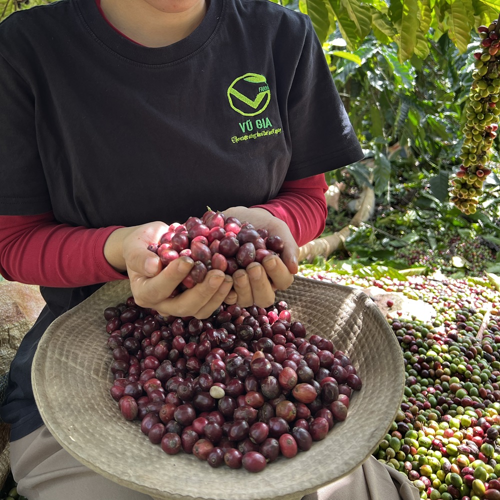 Cà Phê Culi Thượng Hạng Rang Mộc Nguyên Chất Vũ Gia (400g/ hũ)