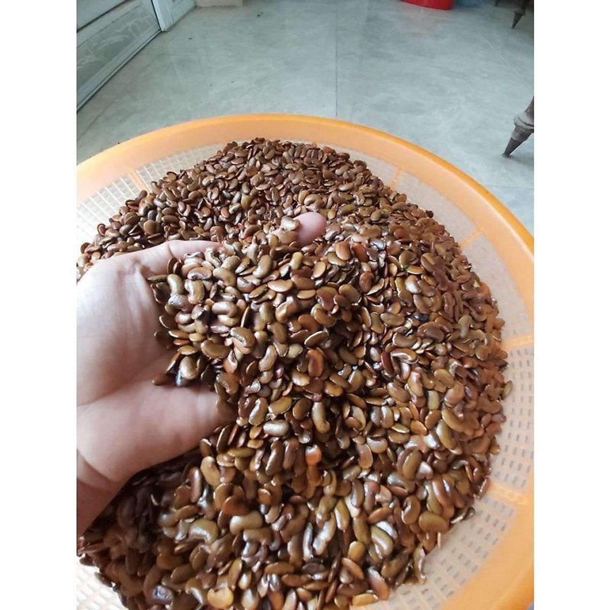 "Gói 20 Hạt " Hạt giống cây Sưa Đỏ (Huỳnh Đàn, Trắc Thối, Huê )