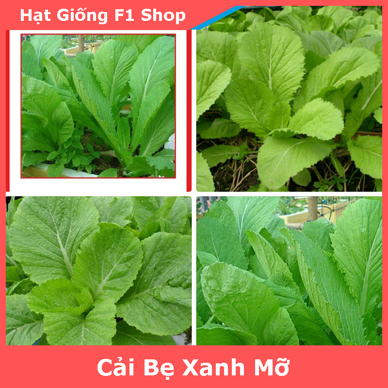 Hạt Giống Cải Bẹ Xanh Mỡ 20 Gam