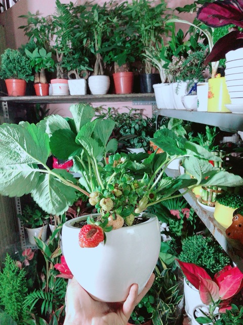 Chậu Cây Dâu Tây