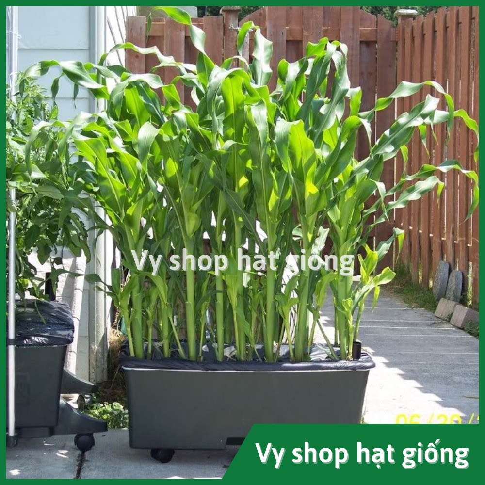 Hạt giống bắp Mỹ  (ngô ngọt) Thái Lan gói 110 hạt
