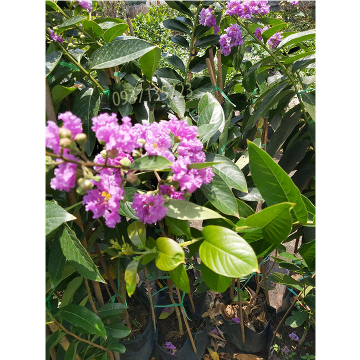 [HCM]cây bằng lăng tím cao từ 40-60 cm