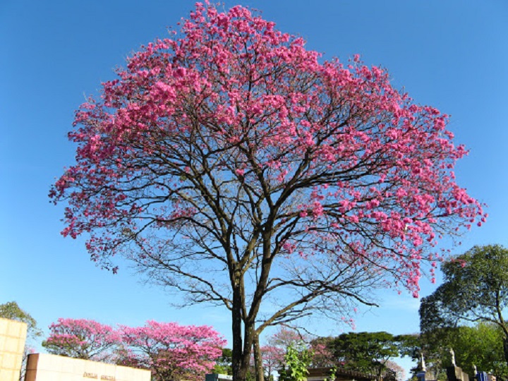 BẦU CÂY GIỐNG CÂY KÈN HỒNG(CÂY CHUÔNG HỒNG)