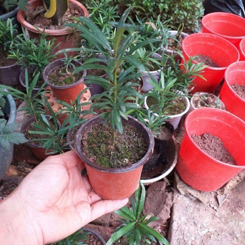 ♤♤ Cây giống tùng la hán - vạn niên