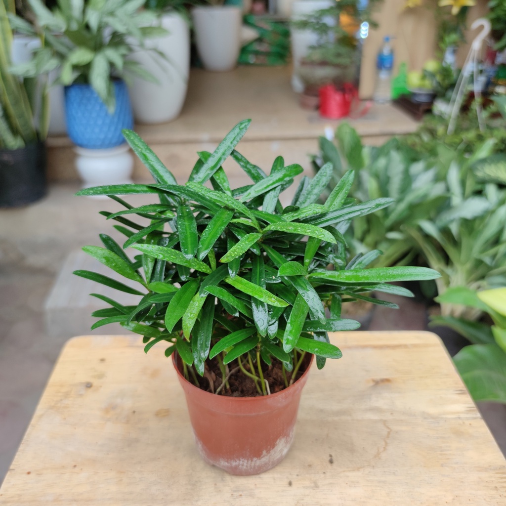 Cây Tùng la hán mini de bàn cực xinh
