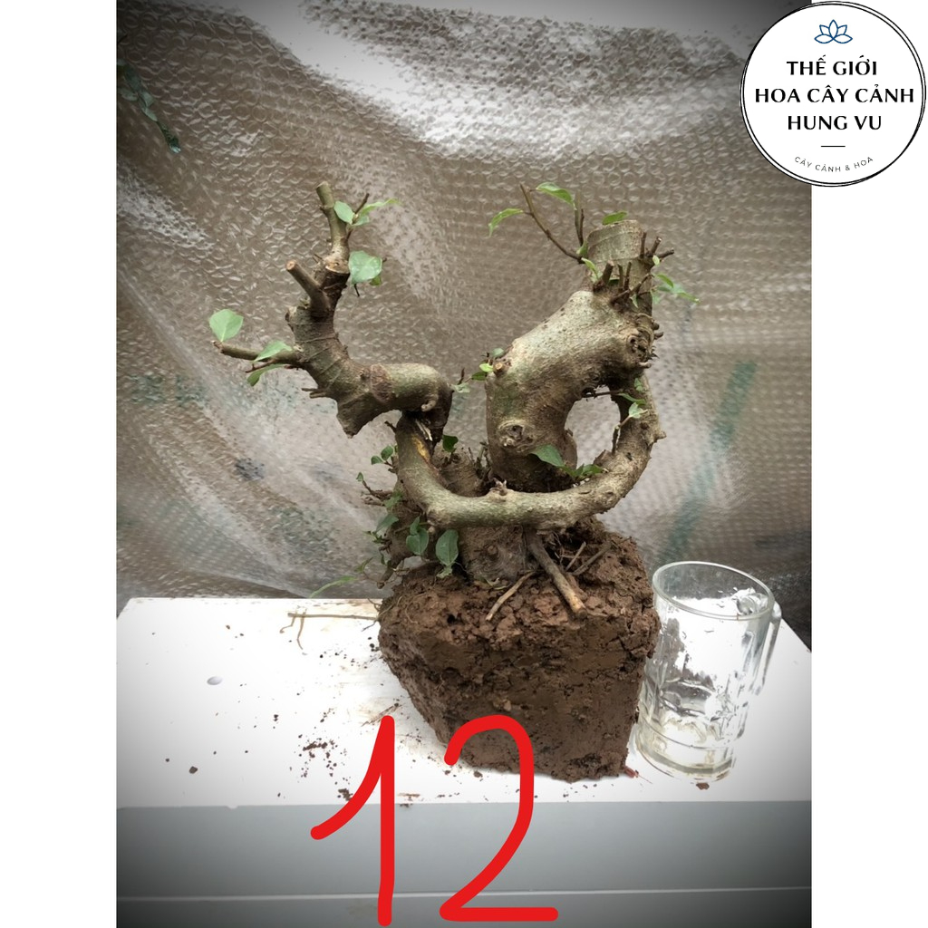 Cây sung bonsai phôi (ảnh thật) đánh số 1-20.