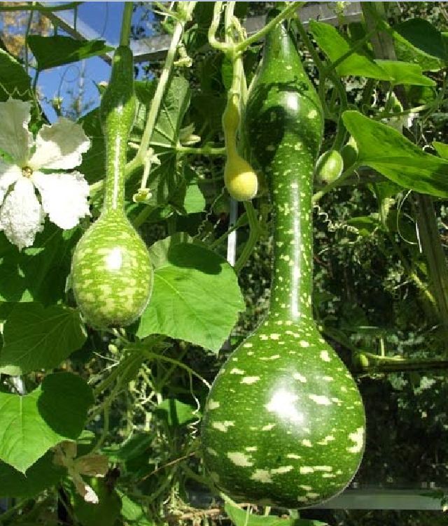 Hạt Giống Bầu Thiên Nga - 5 hạt/gói