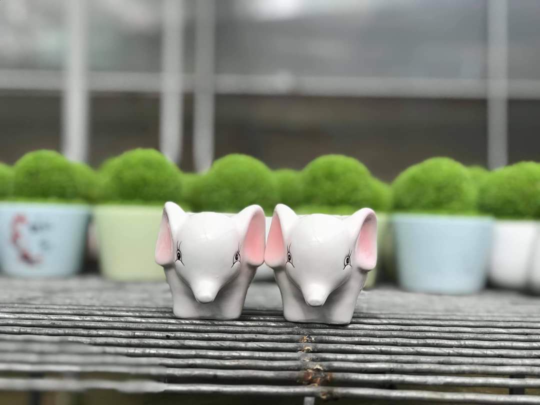 6 chậu gốm mini hình con vật cute.