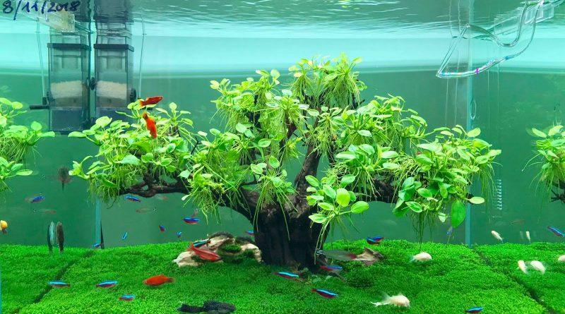 Rêu Minifiss Lá Nước (1 Tấc)