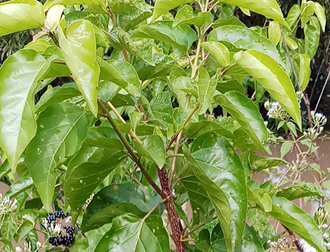 "Gói 20 "Hạt Giống Lá Cách Vọng Cách [Seeds]