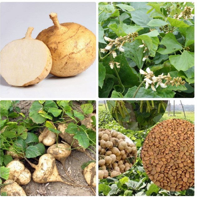 Hạt giống củ đậu lai f1 gói 5gr - sen vàng seeds