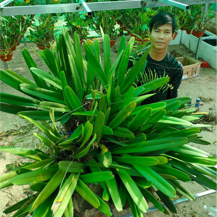 Lan kiếm [FREESHIP] Lan Kiếm Tiên Vũ Thân Thủ - Xổ Số Rừng Huế Lá 5cm