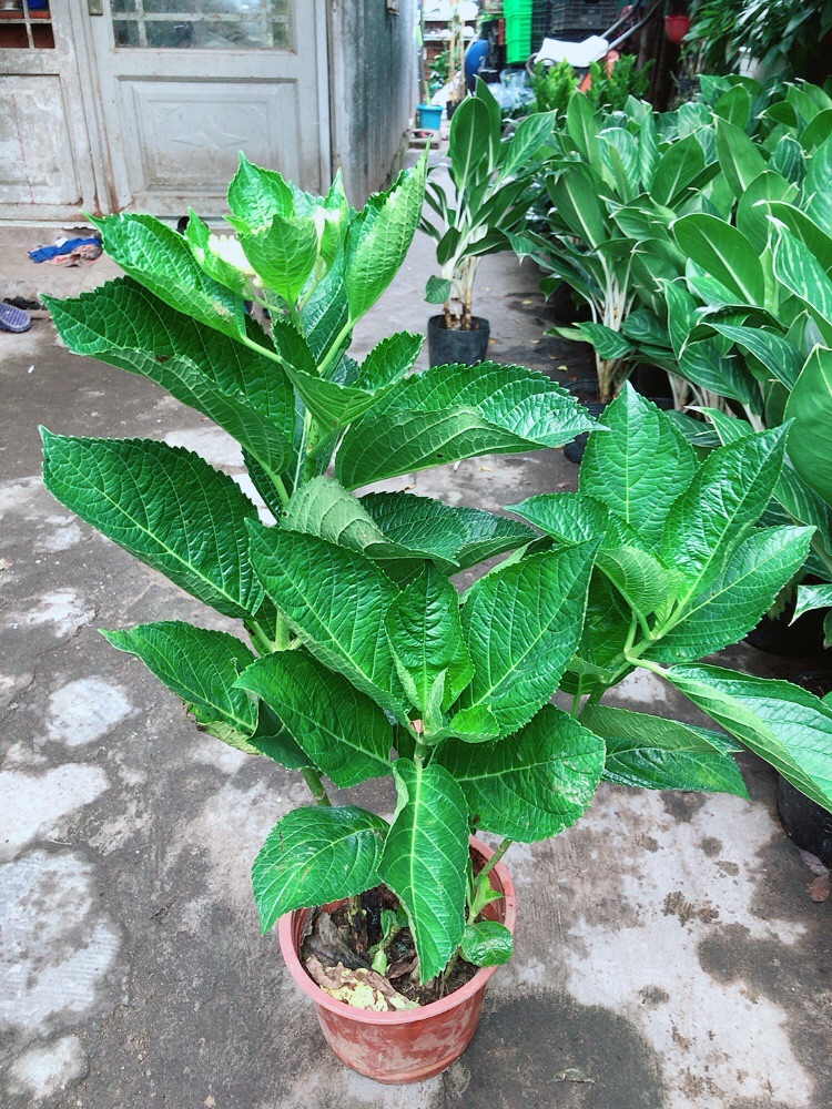 Cây Cẩm Tú Cầu