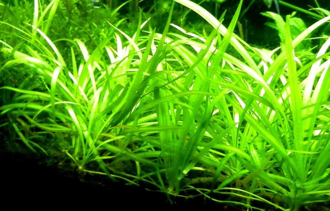 Cỏ thìa - Cây thủy sinh trãi nền