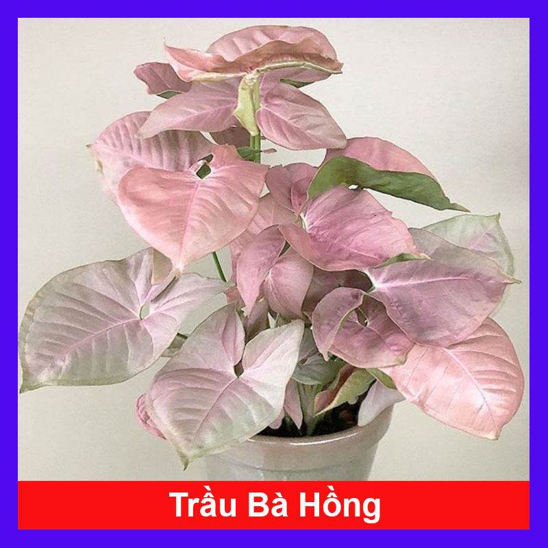 Cây Trầu Bà Hồng - Cây cảnh mini để bàn