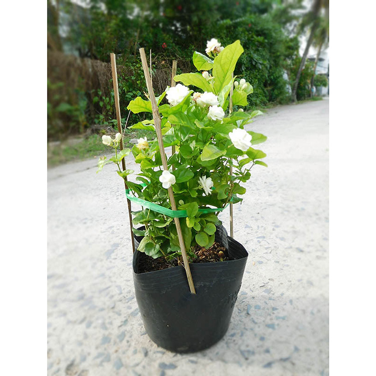 Cây hoa nhài ta - hoa lài