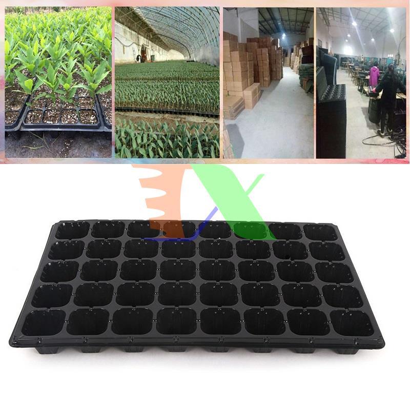 Set 5 tray nursery tree, nursery tray beads, blister ươm (50 holes)