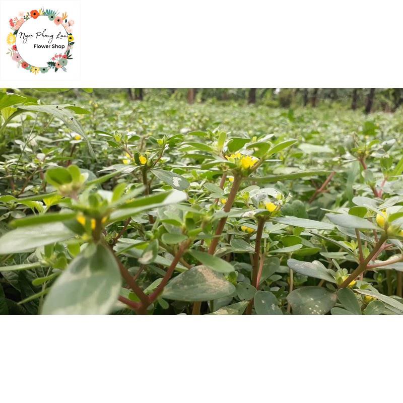 Giống rau sam, rau sam, sam đất - gói 2 gram