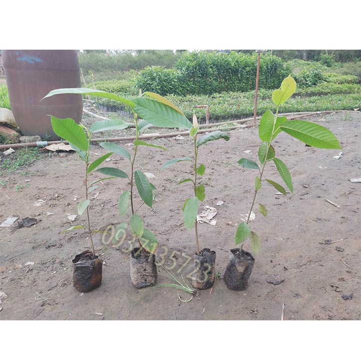 [HCM]COMBO 5 CÂY DẦU -CÂY GIỐNG