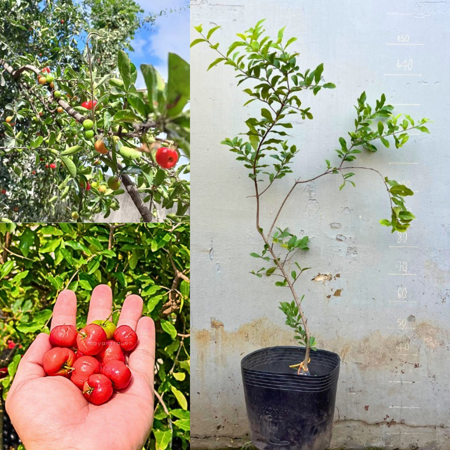 Cây Sơ Ri Ngọt Thái Lan