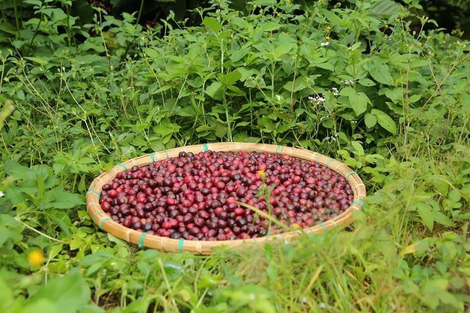Cà phê bột nguyên chất - Cà phê rang xay nguyên chất - (Dak Lak) 500g