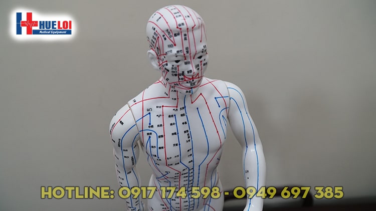 [HCM]Mô hình huyệt vị người nam