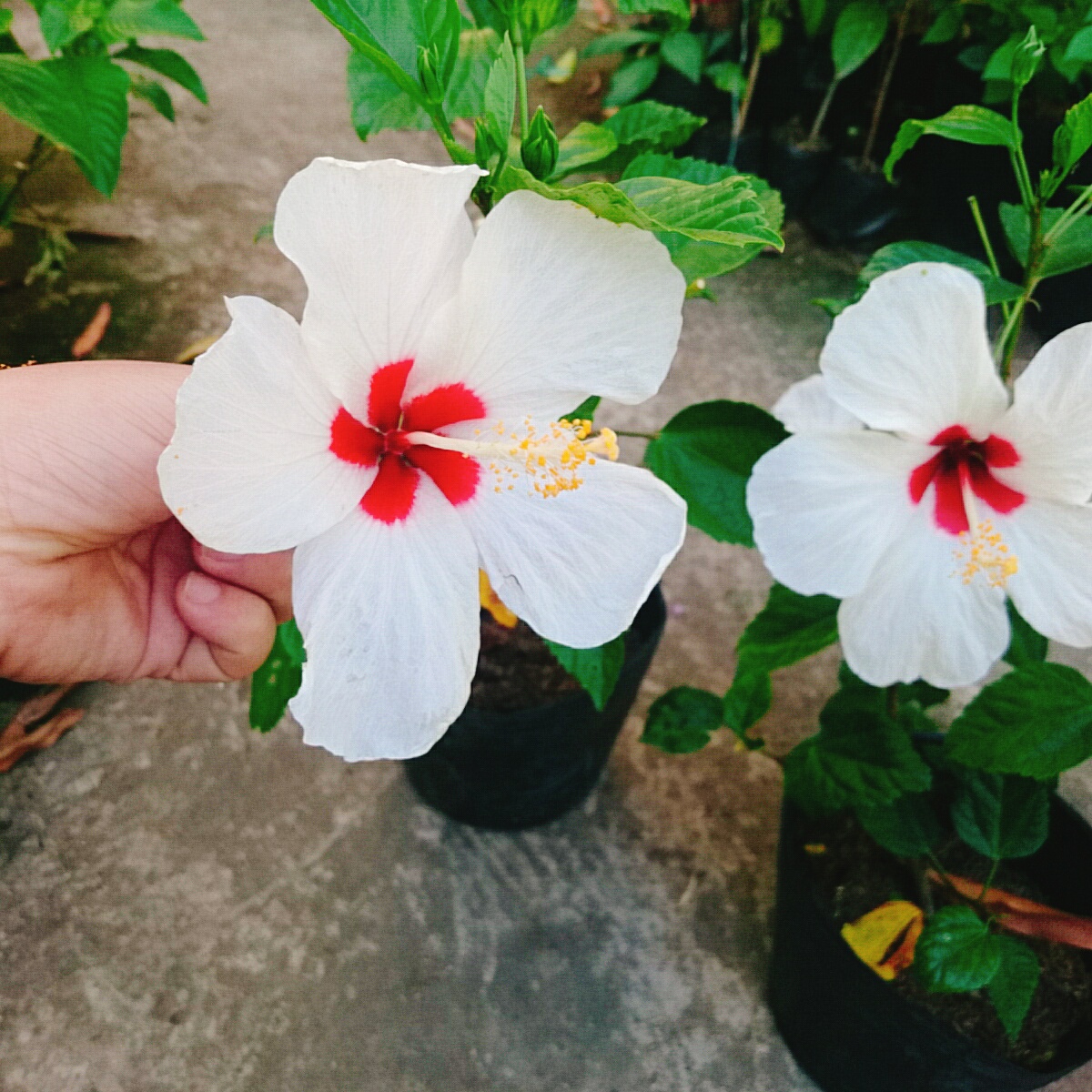 Cây Hoa Dâm Bụt Trắng - Cây cảnh sân vườn