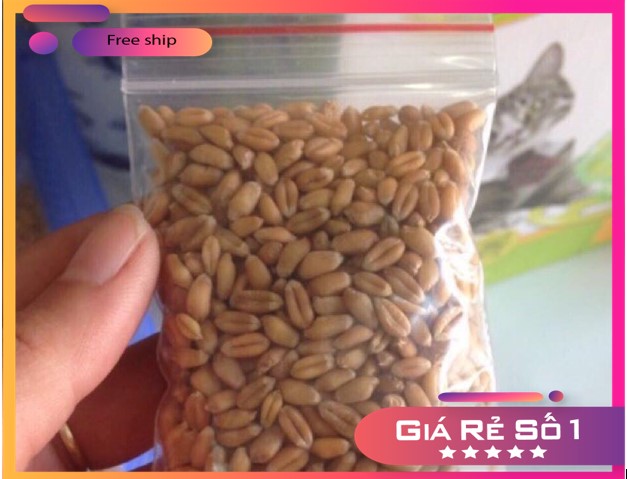 Hạt giống cỏ mèo cao cấp 100gr