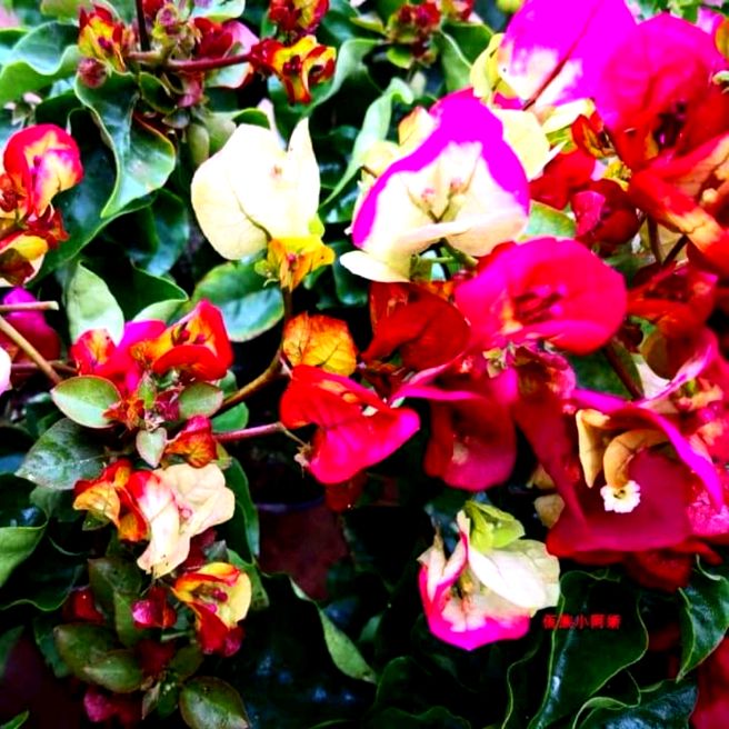 Cây hoa giấy đổi màu nhập khẩu cây cực đẹp chuẩn giống