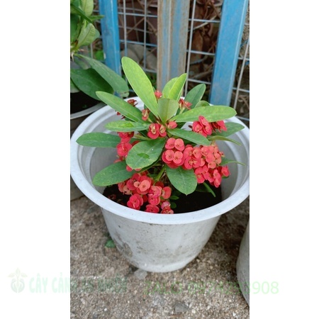 Xương Rồng Bát Tiên Kim Cương Nhỏ