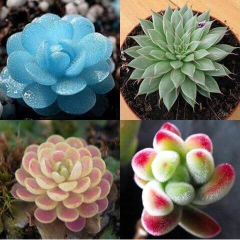 Hạt giống Hoa Sen đá 20 Hạt
