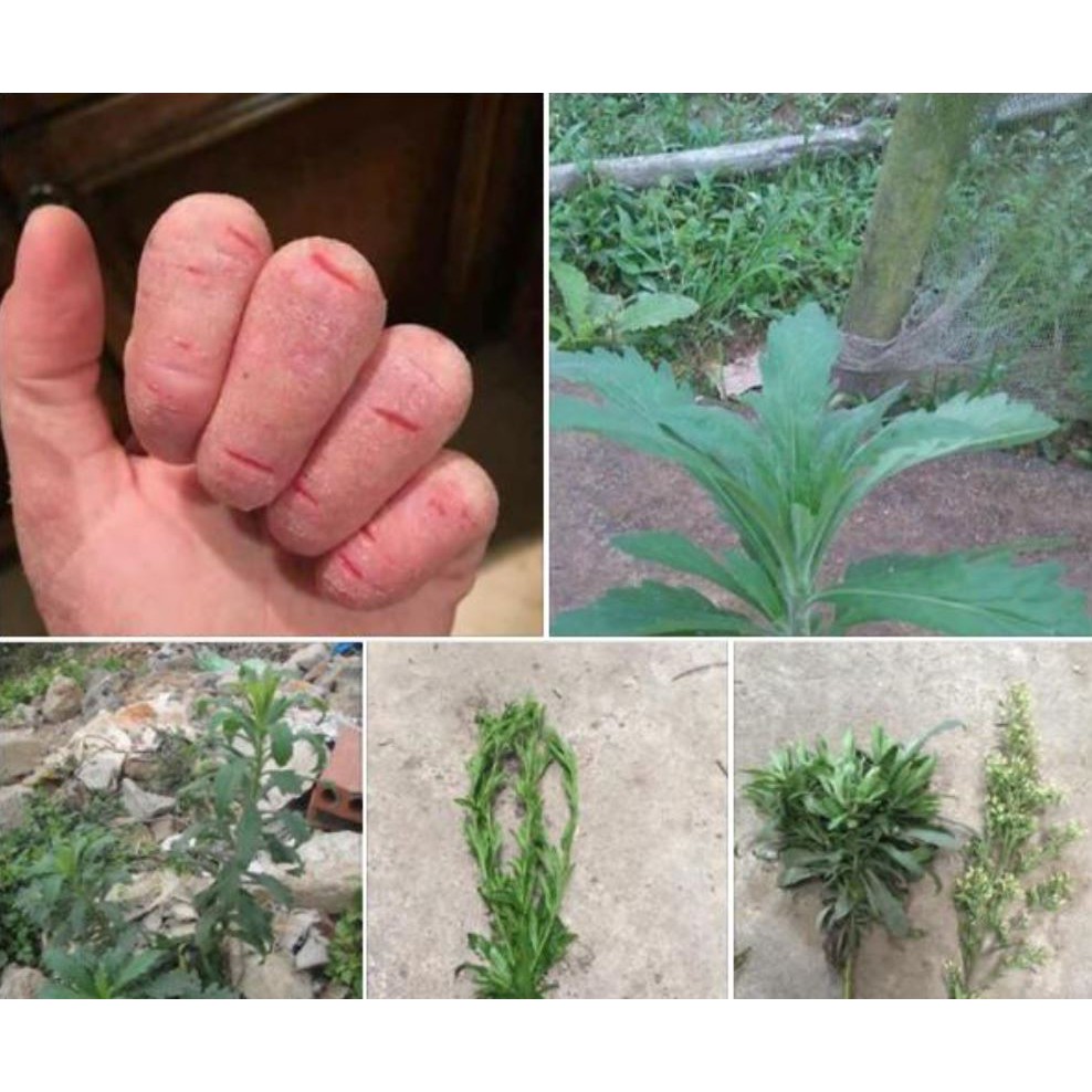 Cây Ngải Dại (Cỏ Tải Hùm) Tươi