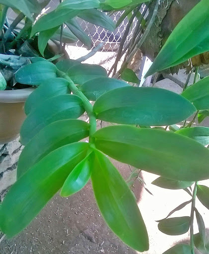 Hoa phong lan- giả hạc mắt cua (5 cm)