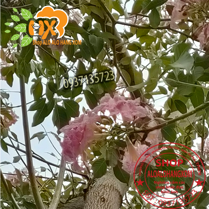 cây kèn hồng cây giống -combo 5 cây