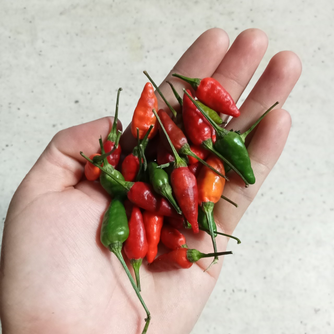 Combo 2 Cây (2 tháng) Ớt Xiêm Xanh