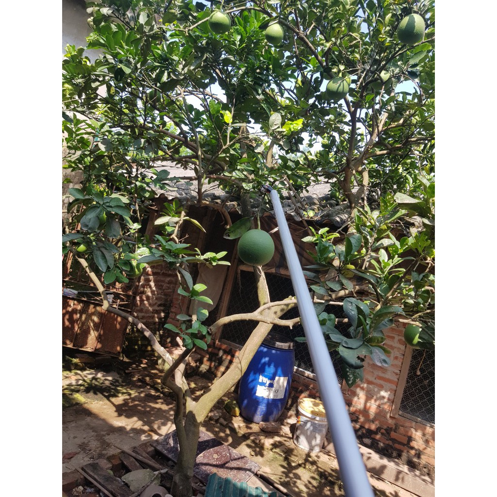 Kéo cắt cành hái quả