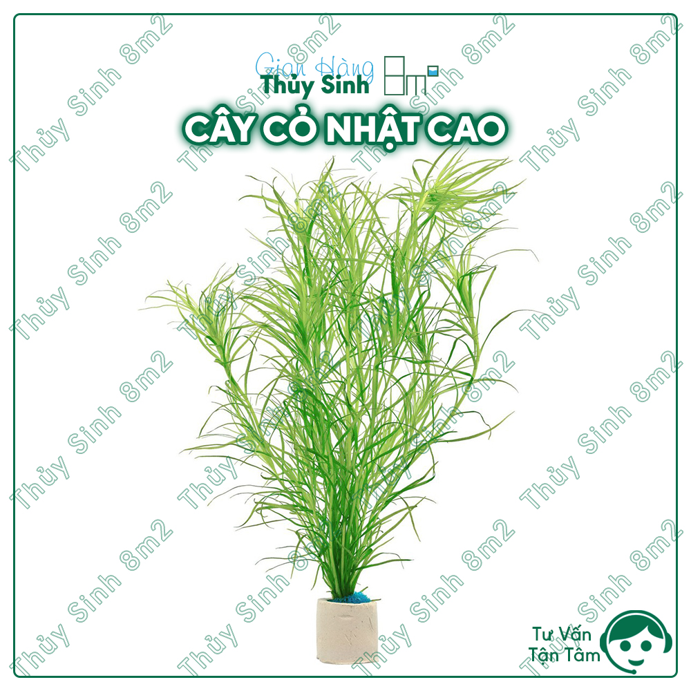 Cây cỏ nhật cao | cây thủy sinh hậu cảnh, không co2 | 8m2