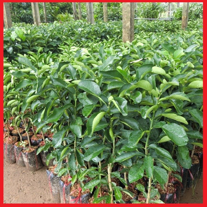 2 cây giống Bưởi da xanh ruột đỏ - C04