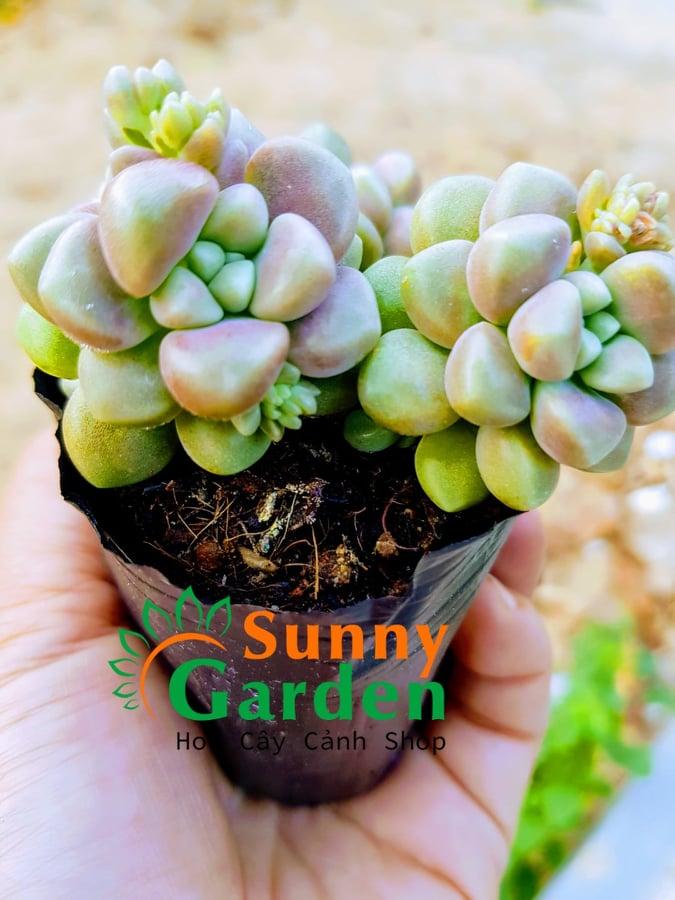 Sen Đá Kim Tuyến Hồng Bụi