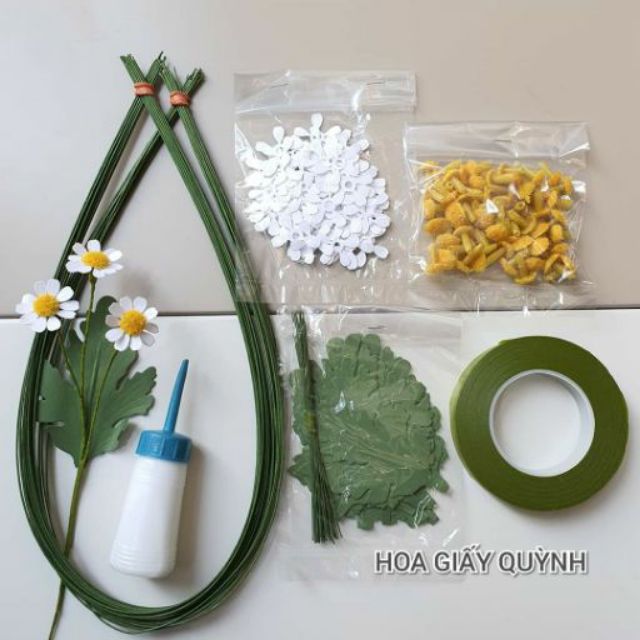 Hoa giấy cúc Tana