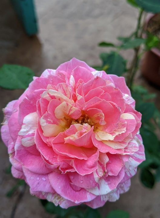 [HCM]Hoa hồng ngoại Lady Candle Rose (hồng Nhật Bản)
